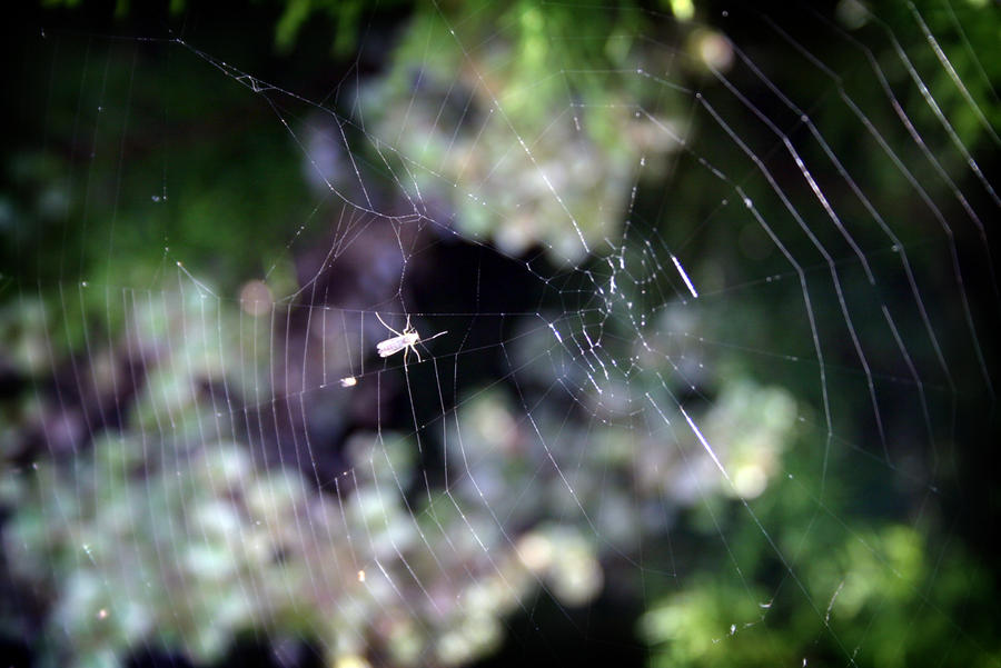 Life is like spiders, cobwebs