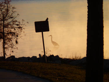 Egret