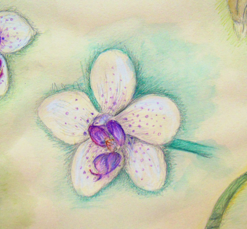 Orchid Study Detail