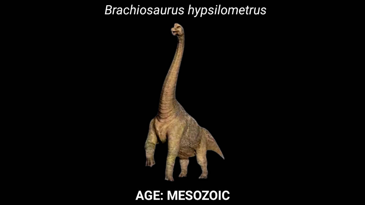 brachiosaurus in a fisher's net 2000 The Brachiosaurus figure also has multiple points of neck Brachiosaurus - Wikipedia