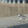 Pied Wagtail