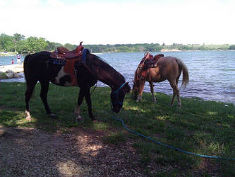 The Boys Grazing