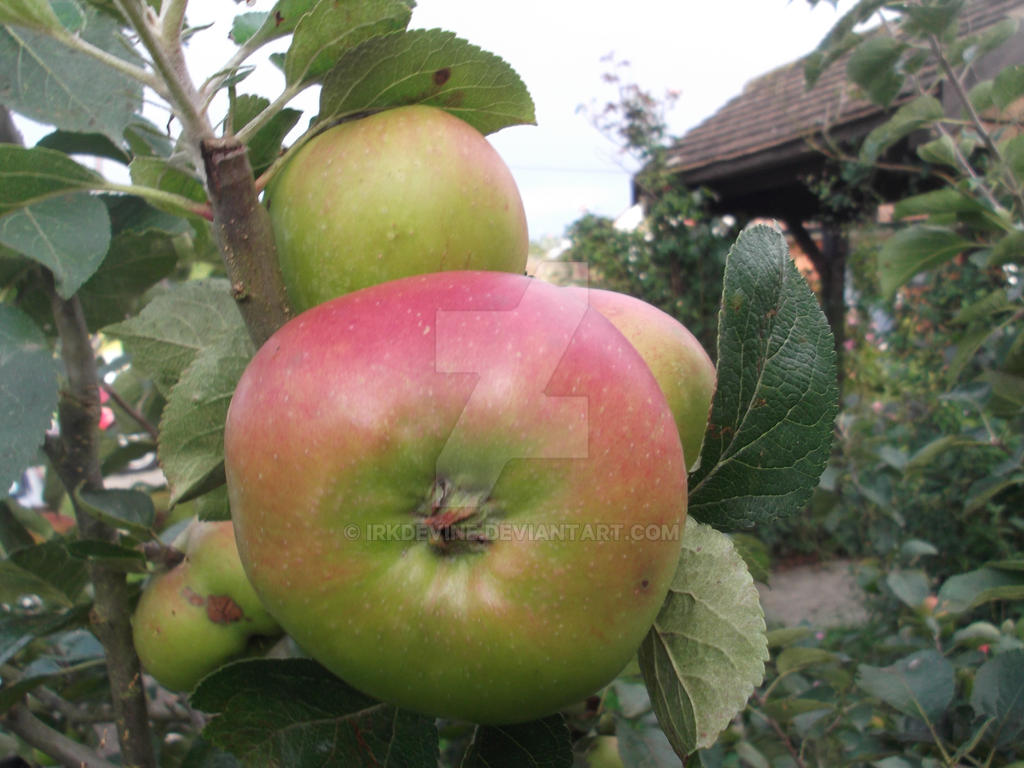 Apples (3)