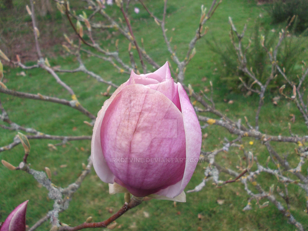 Magnolia