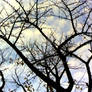 Arbor Hiemis