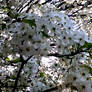 Blossoming