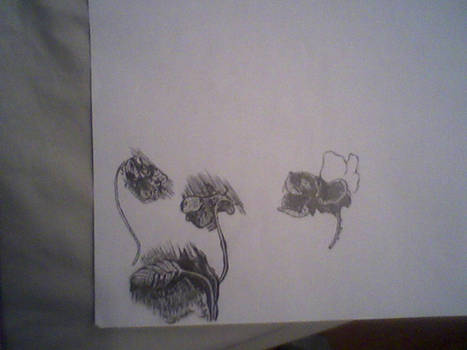 Realistic draw Flowers
