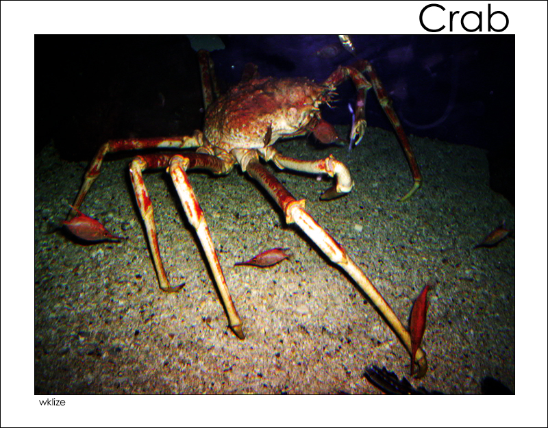 Crab