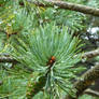 Wet pine