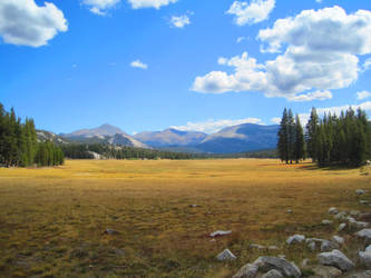 A Meadow