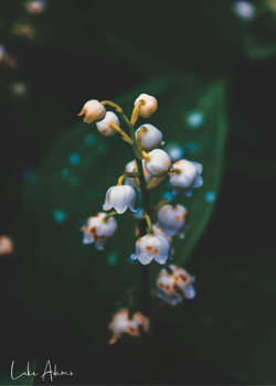 Lilly Of The Valley