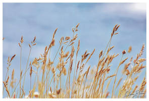 In the Tall Dry Grass