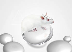 Electronic Rat // Manuel Velizan