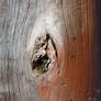 Texture Wood 09