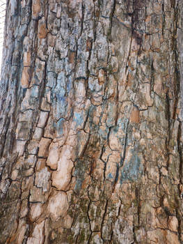 Tree Bark Texture IV