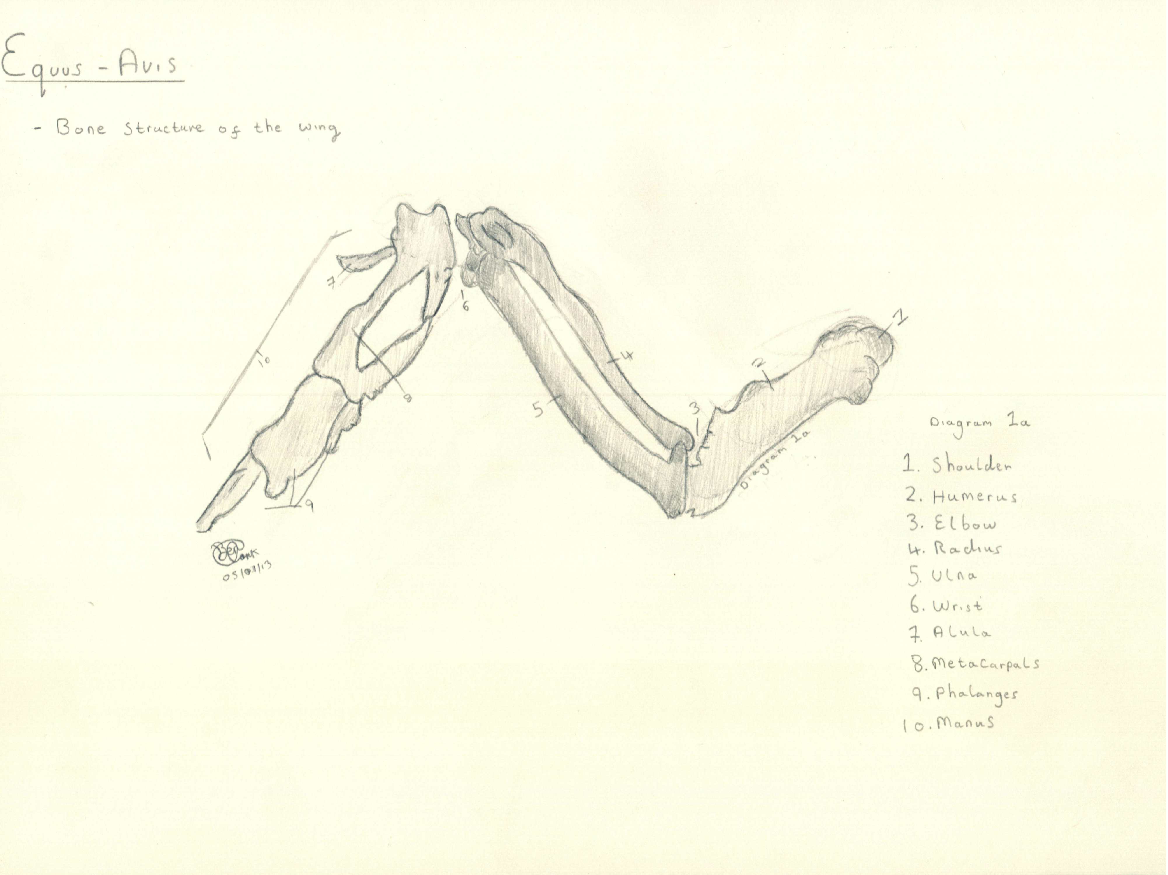 Equus-Avis: bone structure of the wing.