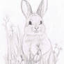 Pigmy Rabbit