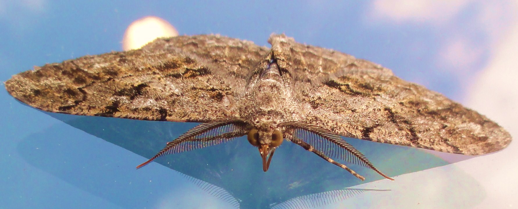 Moth closeup