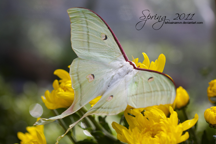 spring flower 2011 - 3