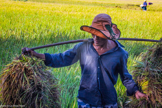 Farmer in woman hat