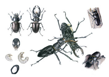 Beetles