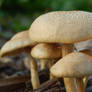 Mushrooms Together