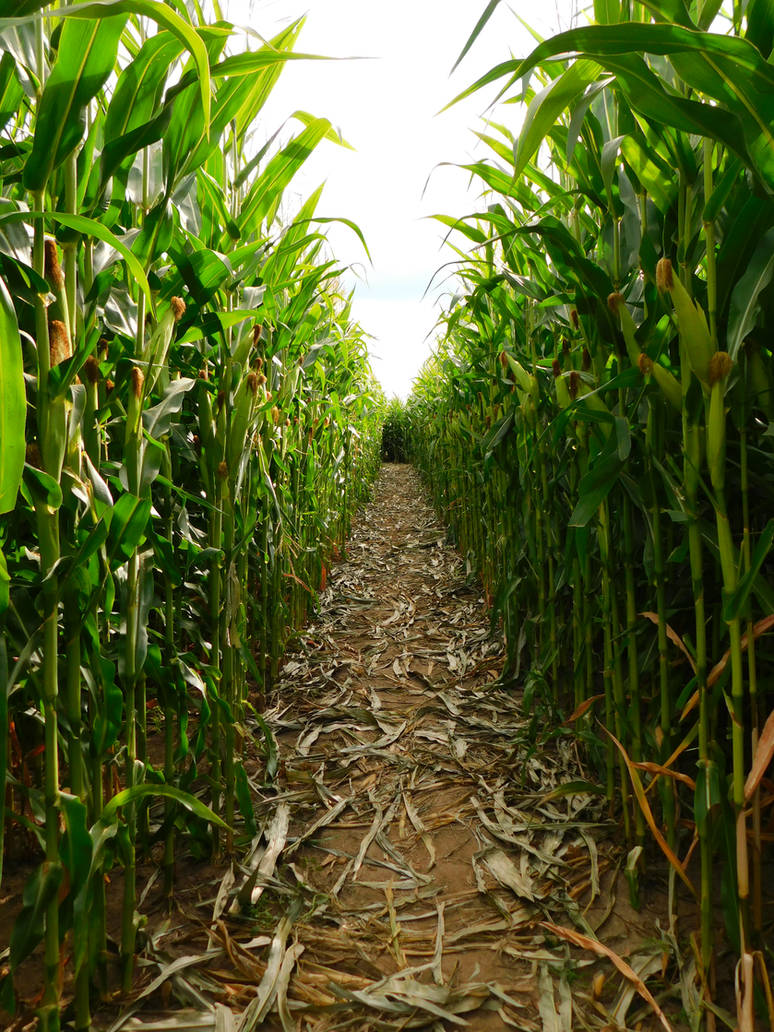 Rif Raf Corn Rows Down Corn Row by WindraWolf on DeviantArt