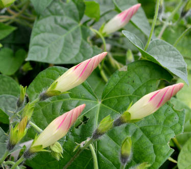 Morning Glory Buds