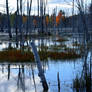 Upstate New York Wetlands