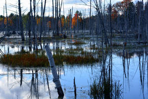 Upstate New York Wetlands