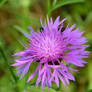 Thistle Flower