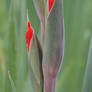 Gladiola Buds