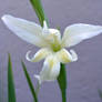 Small White Gladiola Flower