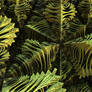 Fern Garden