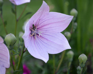 Bellflower and Bug