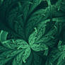 Foliage Fractal