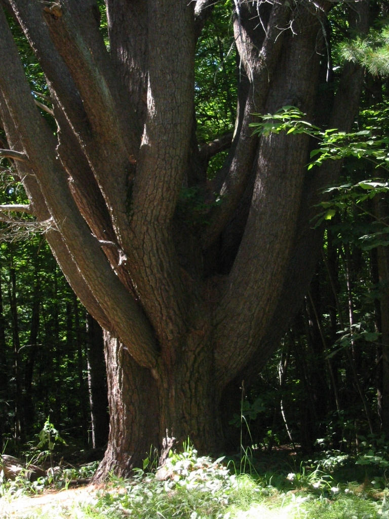 The Funny Tree 1 by joggiwagga on DeviantArt
