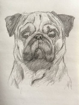 Pug Sketch