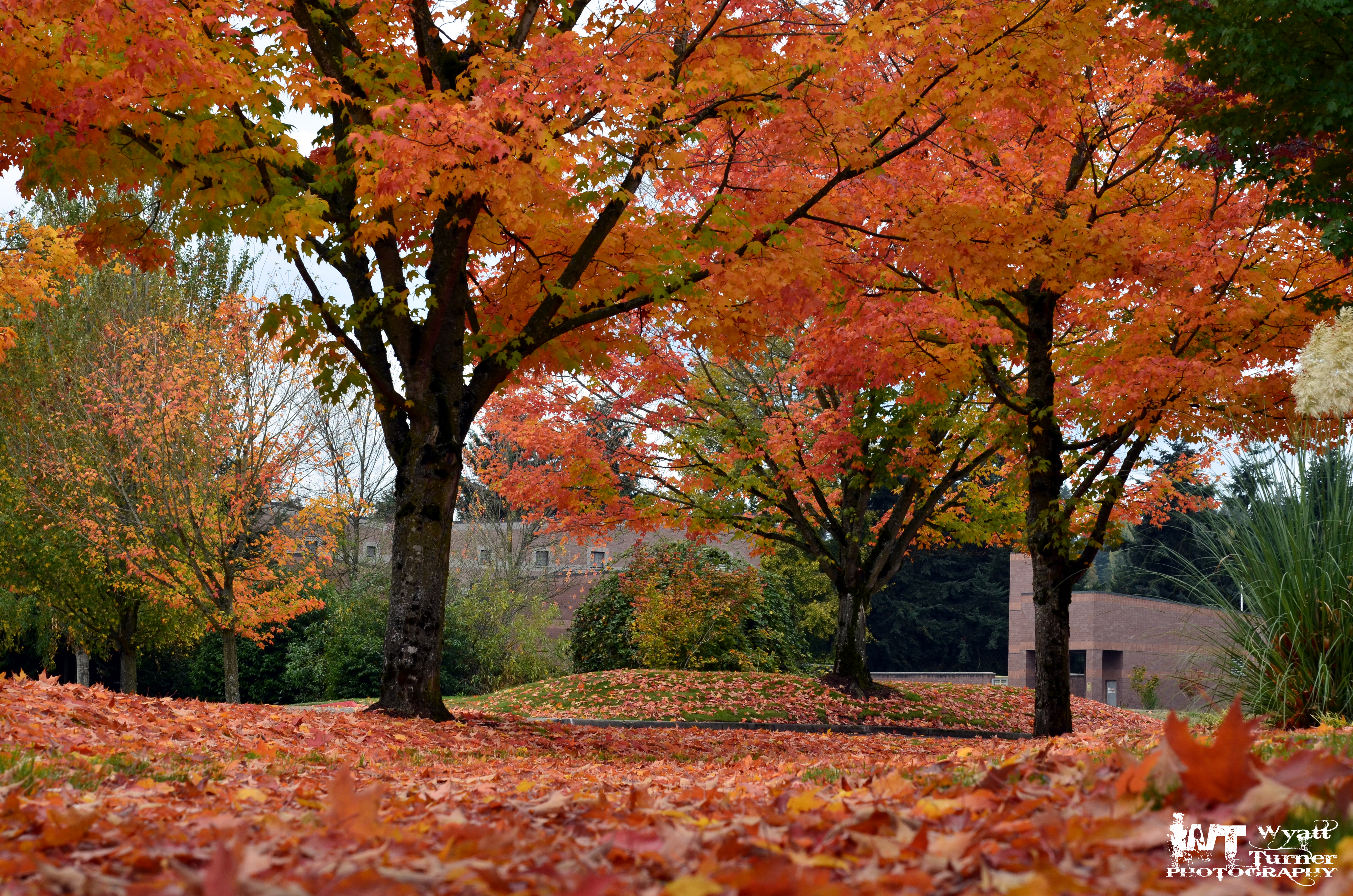 Fall Trees