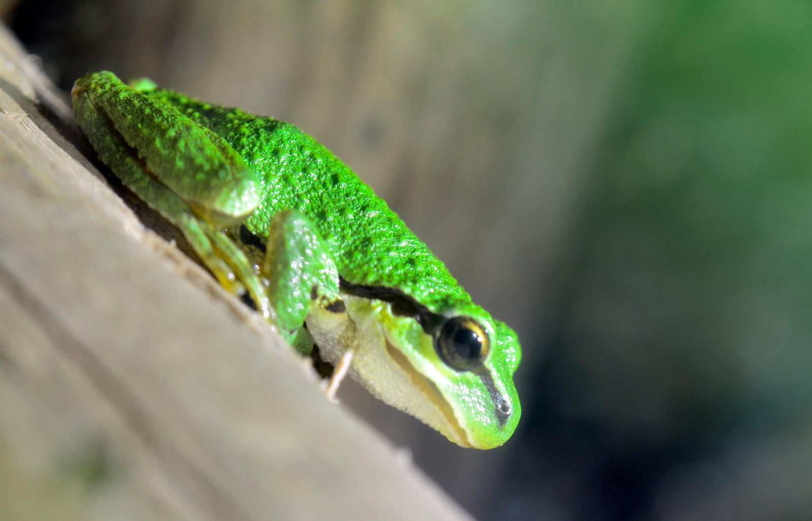 Chorus Frog