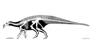 Mantellisaurus skeletal reconstruction