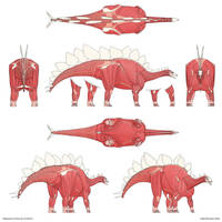 Stegosaurus Muscular Anatomy