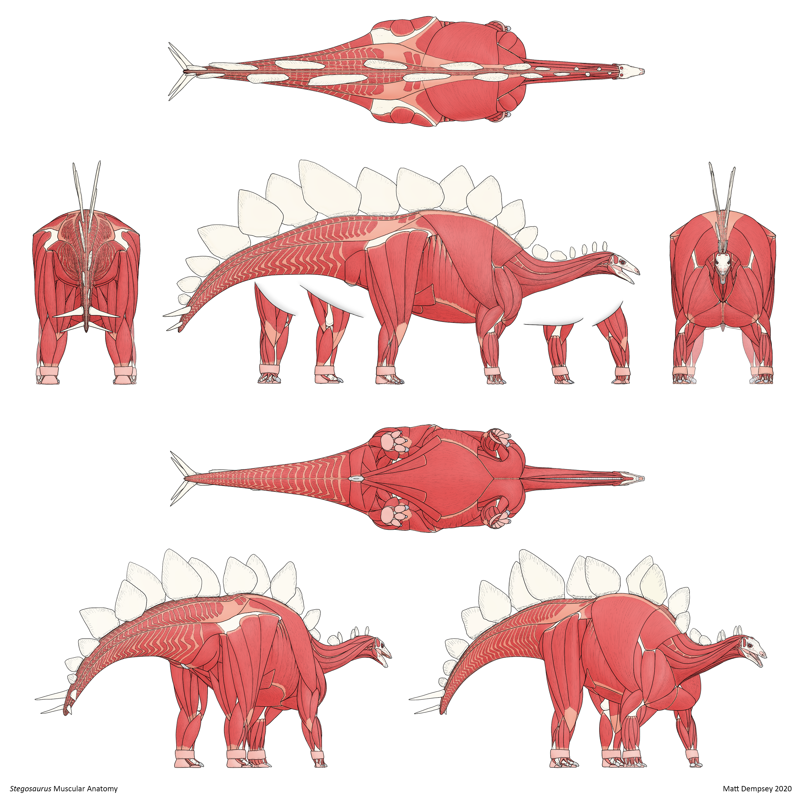 Stegosaurus Muscular Anatomy