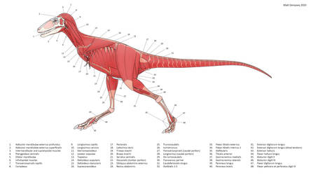 Juvenile Tyrannosaurid Anatomy by Sketchy-raptor