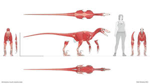 Deinonychus muscle anatomy study