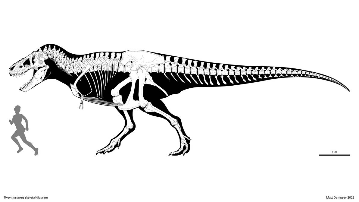 Tyrannosaurus skeletal reconstruction by Sketchy-raptor on DeviantArt