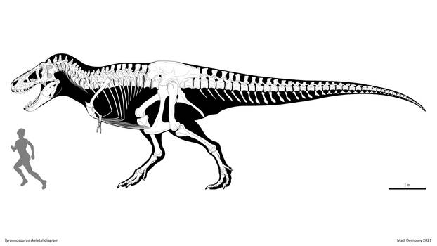 Tyrannosaurus skeletal reconstruction