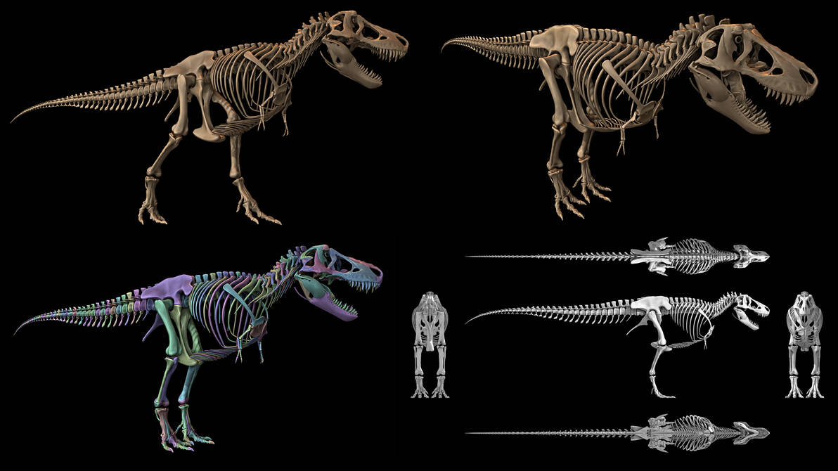 Tyrannosaurus Skeleton Model