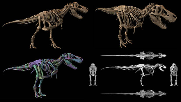 3D Tyrannosaurus rex skeleton