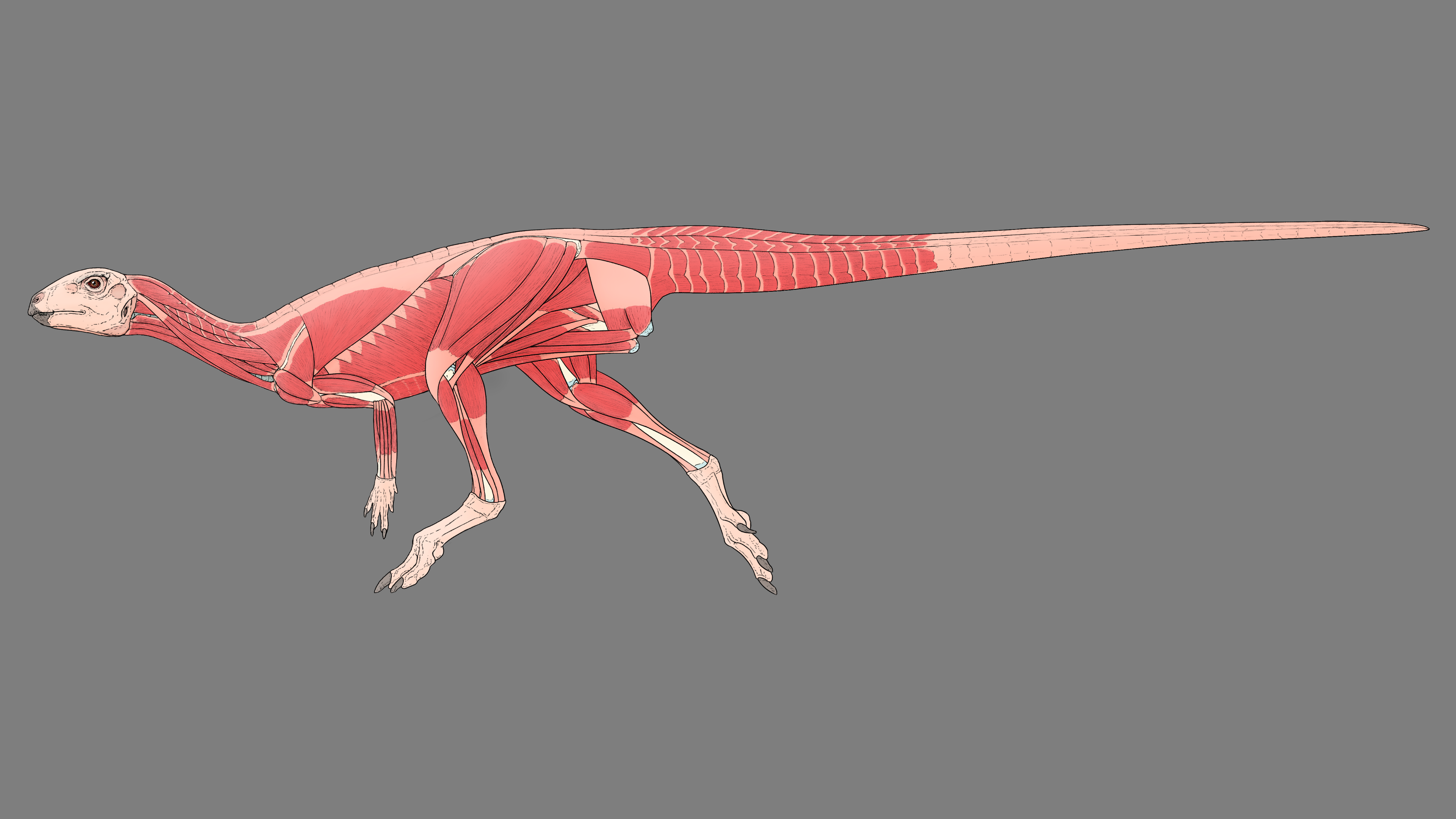Hypsilophodon muscles by Sketchy-raptor on DeviantArt
